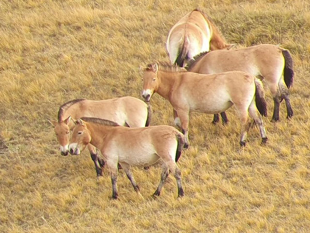 Hustai National Park - Fantastic animal viewing.