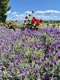 薰衣草與葡萄酒的浪漫邂逅