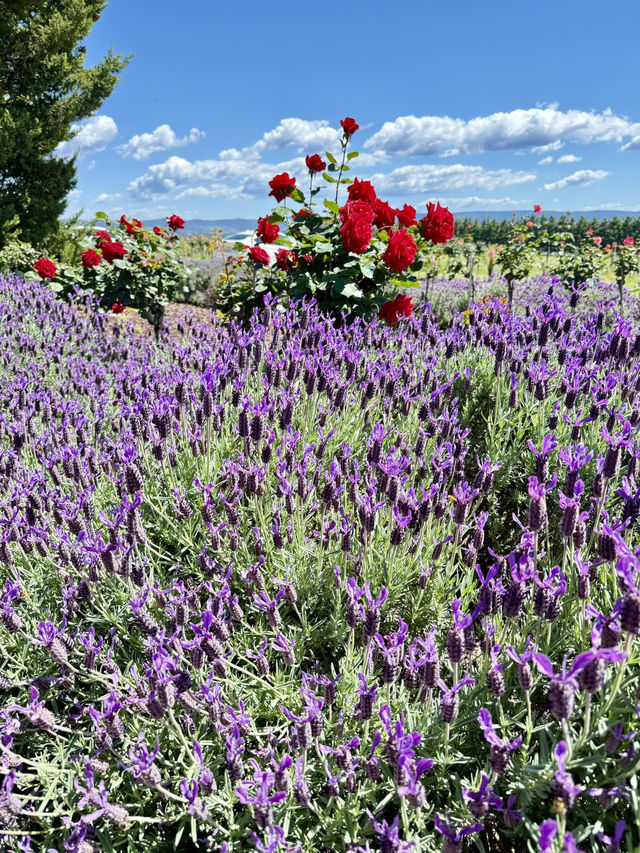 薰衣草與葡萄酒的浪漫邂逅 薰衣草與葡萄酒的浪漫邂逅