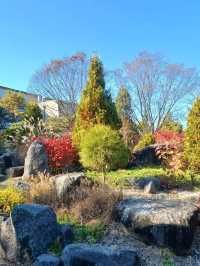 가을빛이 부드럽게 내려앉는 숲