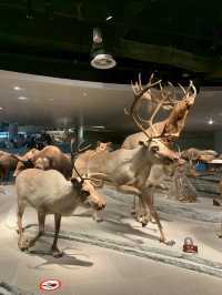 Shanghai Natural Museum 🐒🫎🦕🦖🦑🐋