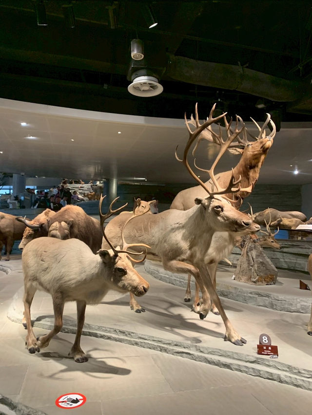 Shanghai Natural Museum 🐒🫎🦕🦖🦑🐋