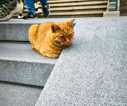 วัดพระหยก (Jade Buddha Temple) วัดพระหยก (Jade Buddha Temple)