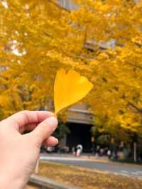 แผนการเดินทาง โตเกียว - คาวากูจิโกะ - ดิสนีย์ซี