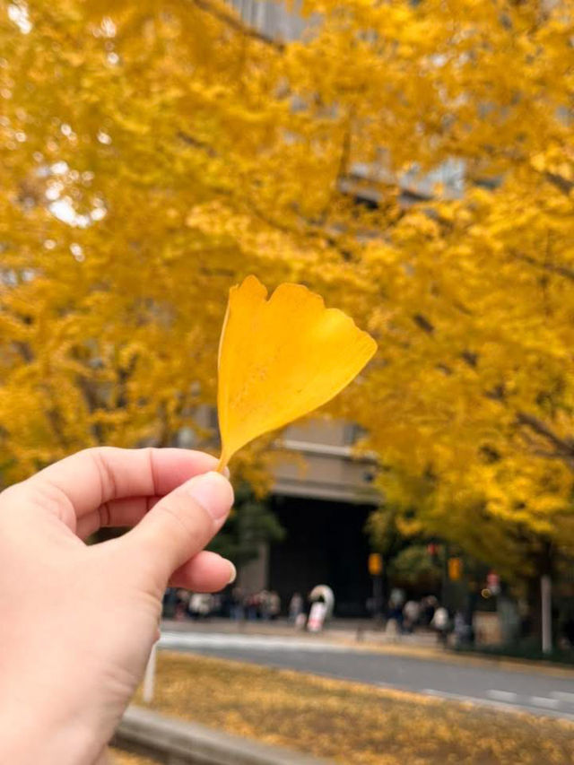 แผนการเดินทาง โตเกียว - คาวากูจิโกะ - ดิสนีย์ซี