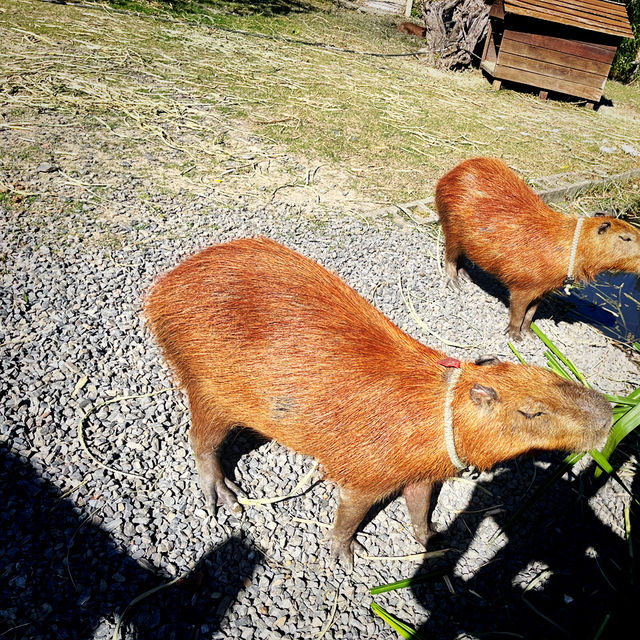 Cozy Festive Moments at Paradise Of Deer Cozy Festive Moments at Paradise Of Deer