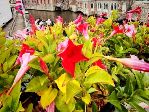 Medieval Magic in Bruges