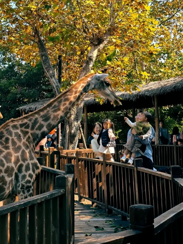 Safari in Shanghai: Shanghai Wild Animal Park