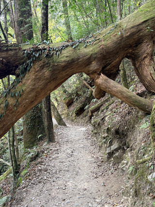 新竹景點✨司馬庫斯巨木步道：前段巨型樹種搜集