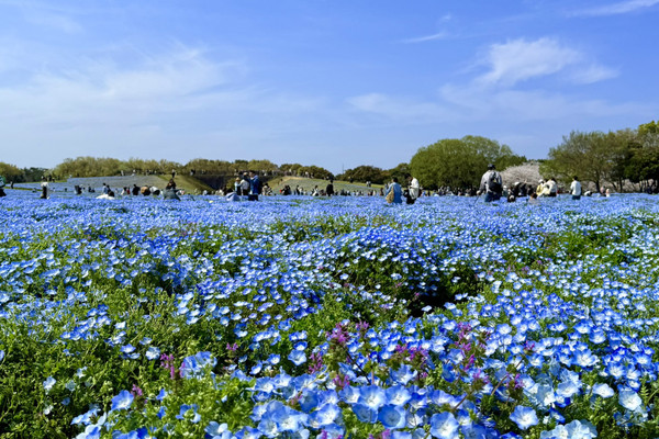 A Fukuoka Spring Celebration: Wandering Through Uminonakamichi Seaside ...