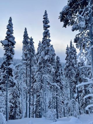 🇫🇮 Saariselkä 3 Days 2 Nights: Chasing the Northern Lights and Experiencing the Arctic
