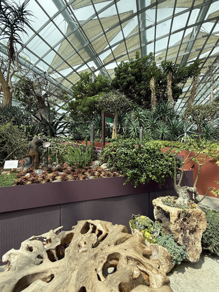 🌿 A Quiet Pause in the Flower Dome — Where Nature Teaches You to Breathe