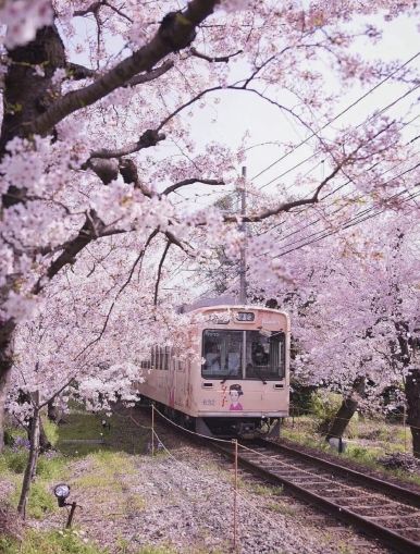 Planning a Trip to Japan? Here Are 10 Must-Visit Spots & Honest Travel Tips! 🇯🇵🌸🏯