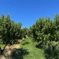 🇺🇸체리따러 함께 가요 “Stutzman Ranch”