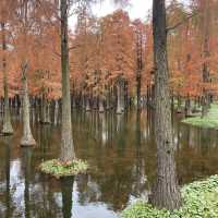 Water forest in Shanghai!