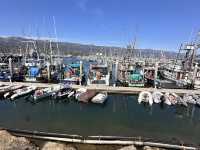 Seaside Sea Life Watching at Santa Barbara Harbor