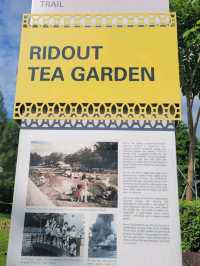 Feeling zen : Mcdonalds Ridout garden