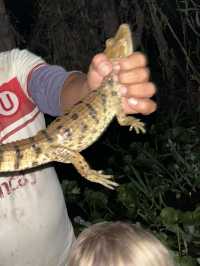 🇵🇪アマゾン川の大自然を体感🦥🦜🐒イキトス発アマゾンツアー