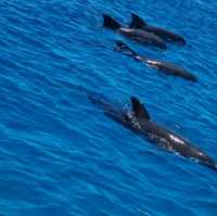 Mnemba Island Tours & dolphins Trip 
