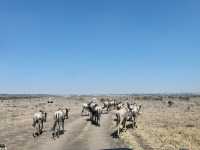 10 days kenya and tanzania safari 