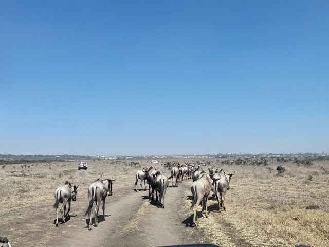 10 days kenya and tanzania safari 