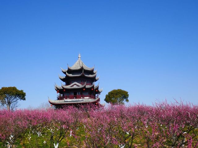 Shanghai Haiwan National Forest Park 🇨🇳