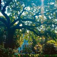 A Quirky Adventure in Savannah