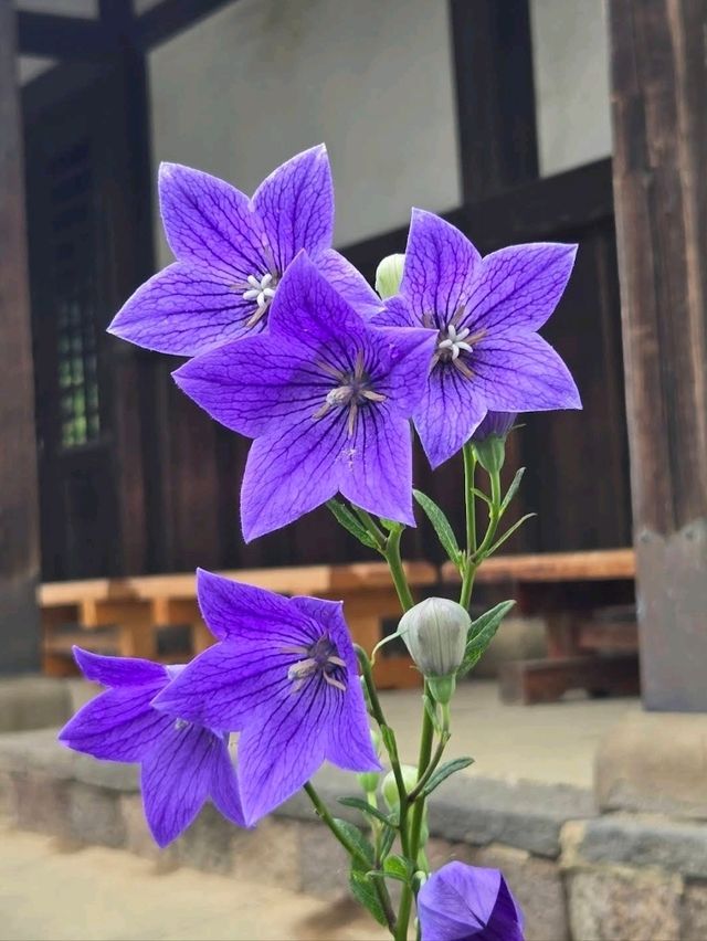 ⛩️豪德寺🐱藏有大量招財貓雕像的佛寺