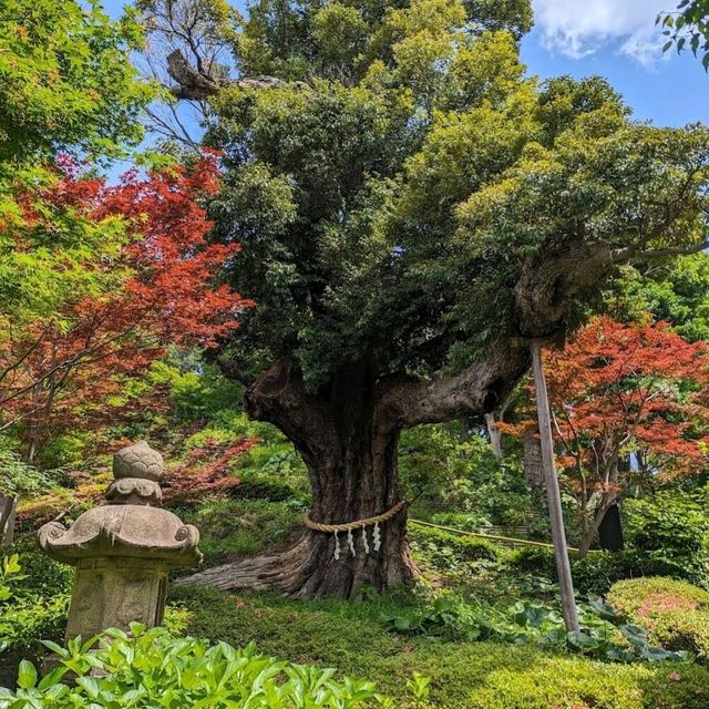 🌸東京椿山莊酒店🌸酒店庭院堪稱絕景