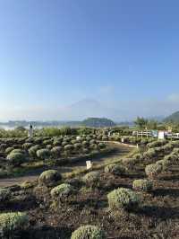 【知命的賞花地點，四季花卉與富士山形成一個絕美景色！】