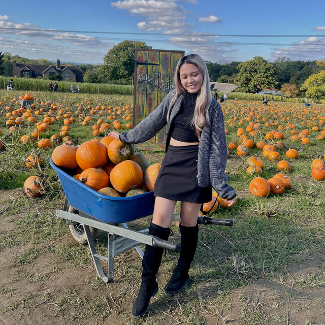 Pumpkin Patch: A Festive Fall Celebration