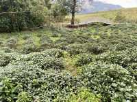 Seasonal Magic at Kurinji Garden