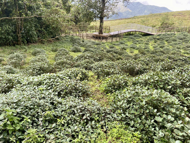 Seasonal Magic at Kurinji Garden