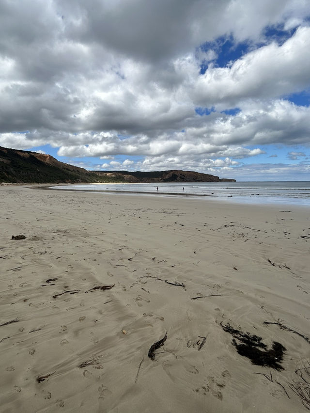 🌊🚗 The Ultimate Great Ocean Road Adventure: Wildlife & Iconic Views 🦘🐨