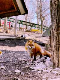 A Tokyo Day Trip to Zao Fox Village: A Hidden Gem Adventure 🦊✨