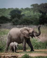 Northern Circuit Safaris