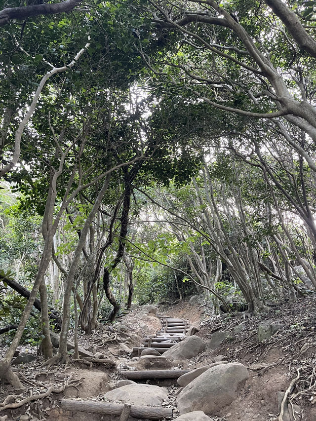 Itsoshima’s best kept secret… Totoro Forest 🌳 