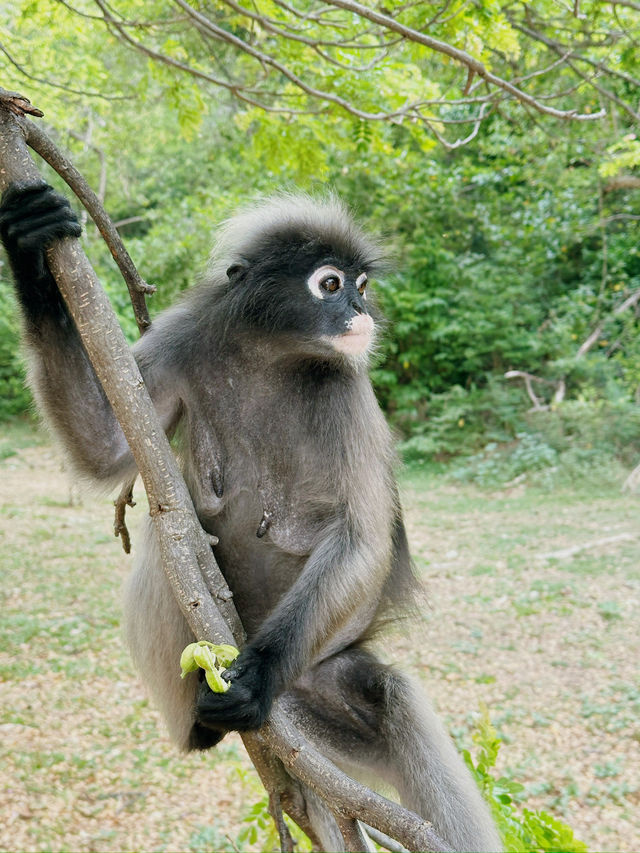 The cutest monkeys in Thailand!