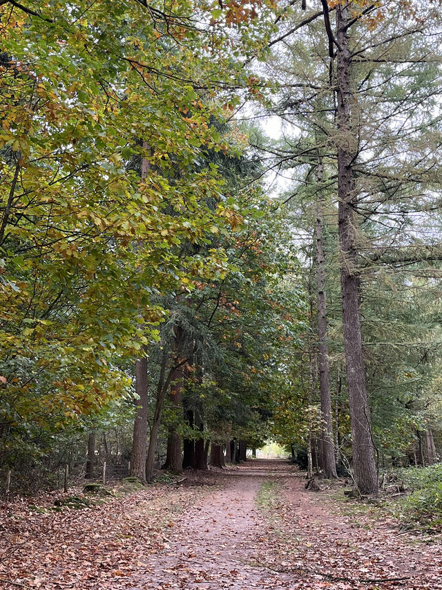 Autumn Walk in Bakkeveen – 10 km Nature Adventure🍄🍄‍🟫🍂✨