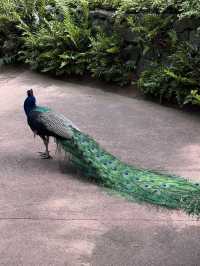 Nature Unveiled๐ณ  Hallim Park in Jeju