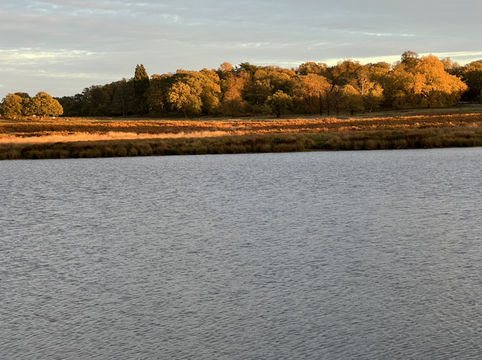 Golden Hour Walk sunset🌅 