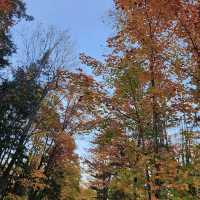 Algonquin Provincial Park