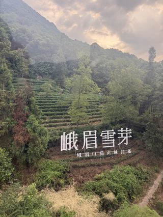 Would you follow the sound of prayer bells into a sacred mountain forest, where ancient temples, towering trees and curious Tibetan macaques await? 🐒
Just over an hour from Chengdu by high-speed train, I arrived at Mount Emei, one of China’s four sacred Buddhist mountains.
My journey led me to Wannian Temple, where countless wooden plaques hang from red ribbons and tiny bells. Visitors write their names, prayers and wishes on them: hopes for health, love, protection, peace and good fortune.
I reached the temple towards the end of the day, when most visitors had already left. With almost no one around, I could hear the bells moving gently, the wind passing through the forest and the extraordinarily powerful song of the cicadas. For a moment, the entire mountain seemed to breathe.
Along the paths, numerous signs warn visitors to hide their food and protect their belongings. These clever, curious monkeys may steal far more than your attention!
I didn’t have the chance to see a “spiritual monkey” after all. Have you met them? What did you feel in that moment?
In 1996, the Mount Emei Scenic Area, together with the Leshan Giant Buddha, was inscribed on the UNESCO World Heritage List for its exceptional natural, cultural and spiritual significance.
📍 How to visit Wannian Temple
🚄 Take a high-speed train from Chengdu East or Chengdu South to Emeishan Station – 峨眉山站. The journey usually takes around 1–1½ hours, and a second-class ticket costs approximately 65 RMB each way.
🚕 From the station, take a taxi or local bus to Huangwan Visitor Centre or the tourist centre near Baoguo Temple.
🚌 Take the scenic bus to Wannian Temple Parking Lot. From there, you can hike uphill or take the cable car, which reaches the temple in approximately 8–10 minutes.
🎟️ Approximate peak-season costs
· Mount Emei entrance: 160 RMB
· Scenic bus return ticket: 40 RMB
· Wannian cable car: 65 RMB up + 45 RMB down
· Total: approximately 310 RMB per person, excluding the train, food and local transfers
Prices and access times may change, so check the official Mount Emei platform before visiting.
PS: be prepared for many stairs, especially if you try the foot trail and not the cablecar.
#JurnalulNinei #MountEmei #EmeiShan #UNESCO #Sichuan #ChinaTravel #SacredPlaces #CulturalTravel #SpiritualTravel
