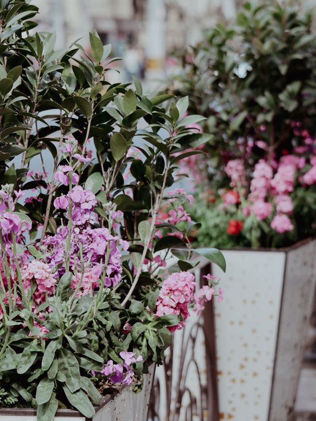Sakura Season in Shanghai🌸🌷