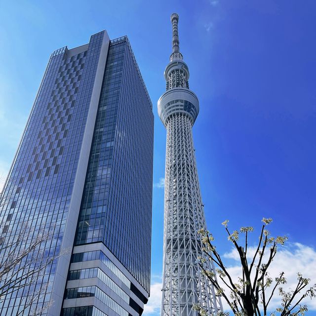 Tallest Tower in the World; Tokyo Skytree 🗼🇯🇵
