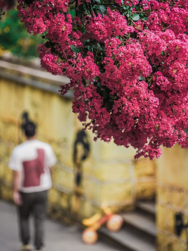 去紫薇瀑布下淋一場花雨🌸