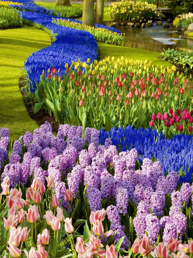 Life always needs a spring reserved for the Netherlands, to see the tulip fields.