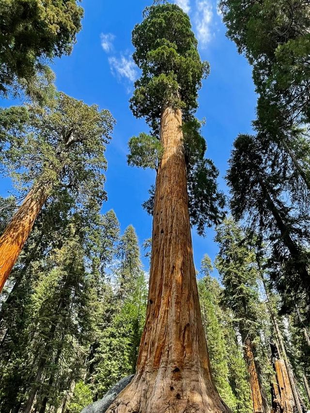 In the world, the rare plant landscape of towering and spectacular redwood forests.