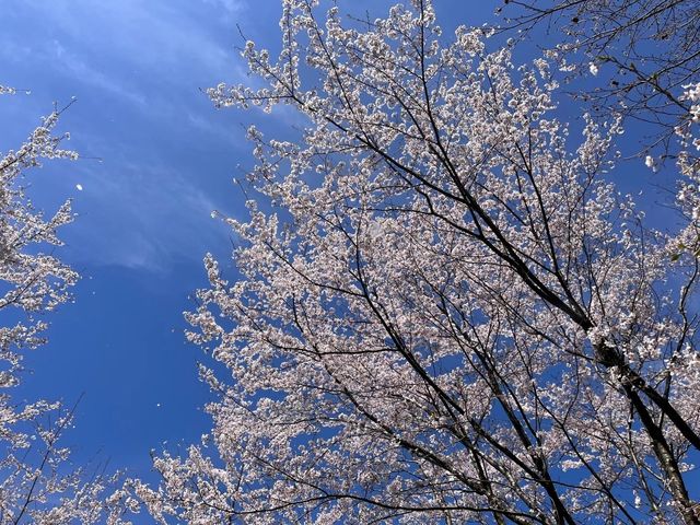 Cherry Blossom Viewing & Japan Sea