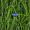 Aaron012_Simmons